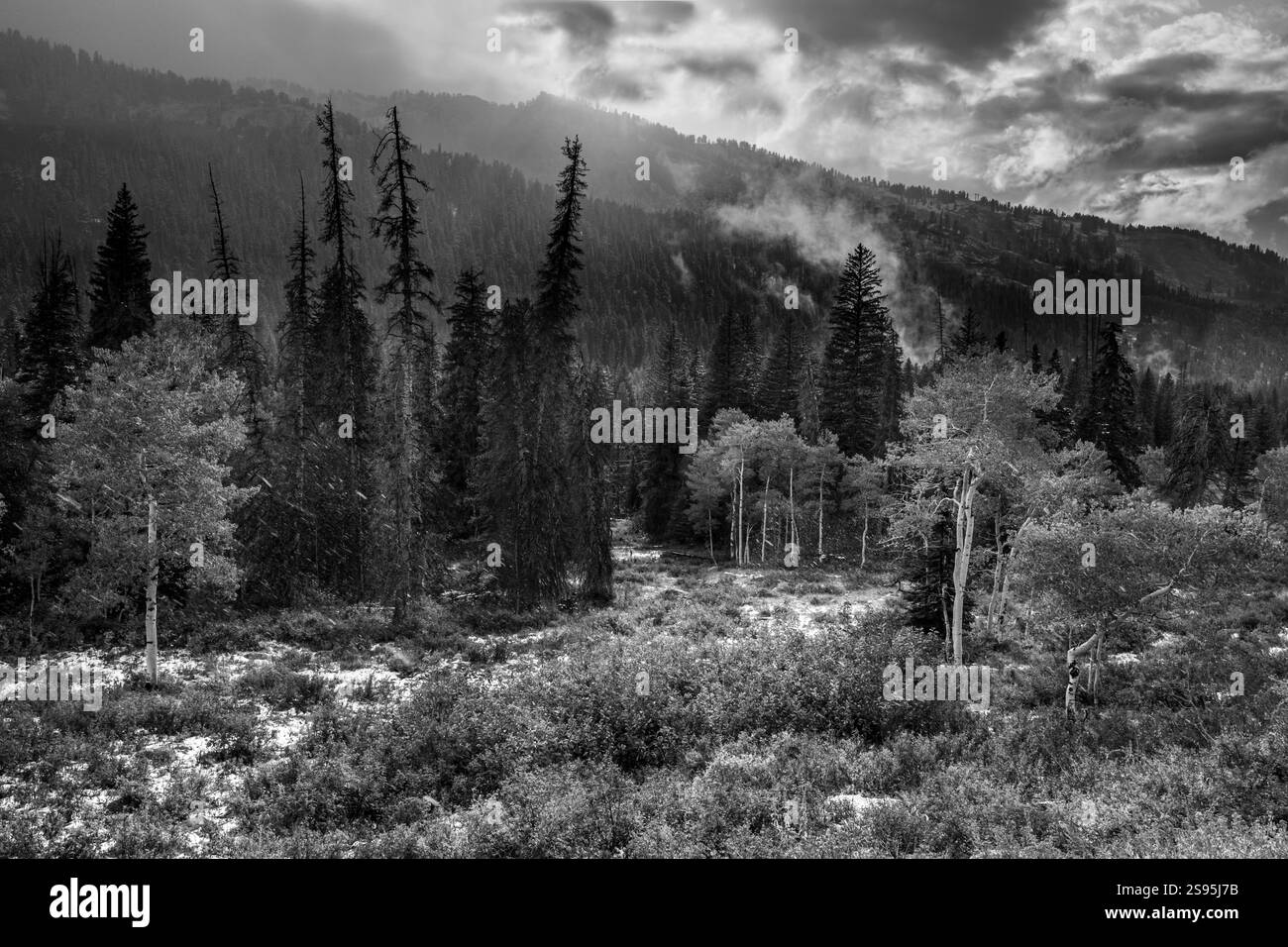 Stati Uniti, Utah. Paesaggio bianco e nero di pioppi e tempesta di neve di settembre nel Big Cottonwood Canyon, Wasatch Mountains Foto Stock