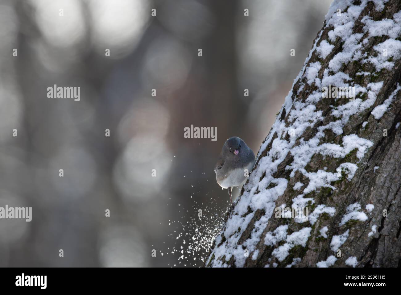 Uccello junco dagli occhi scuri su un tronco d'albero in inverno. New Jersey, Stati Uniti. Foto Stock