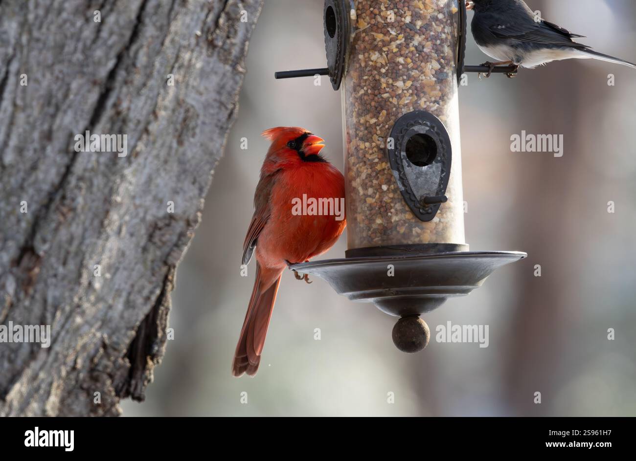 Cardinale settentrionale maschio all'alimentazione degli uccelli. New Jersey, Stati Uniti. Foto Stock
