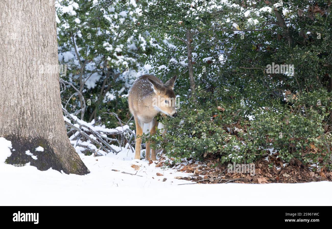 Il cervo dalla coda bianca si fa vivo nei boschi invernali. New Jersey, Stati Uniti. Foto Stock