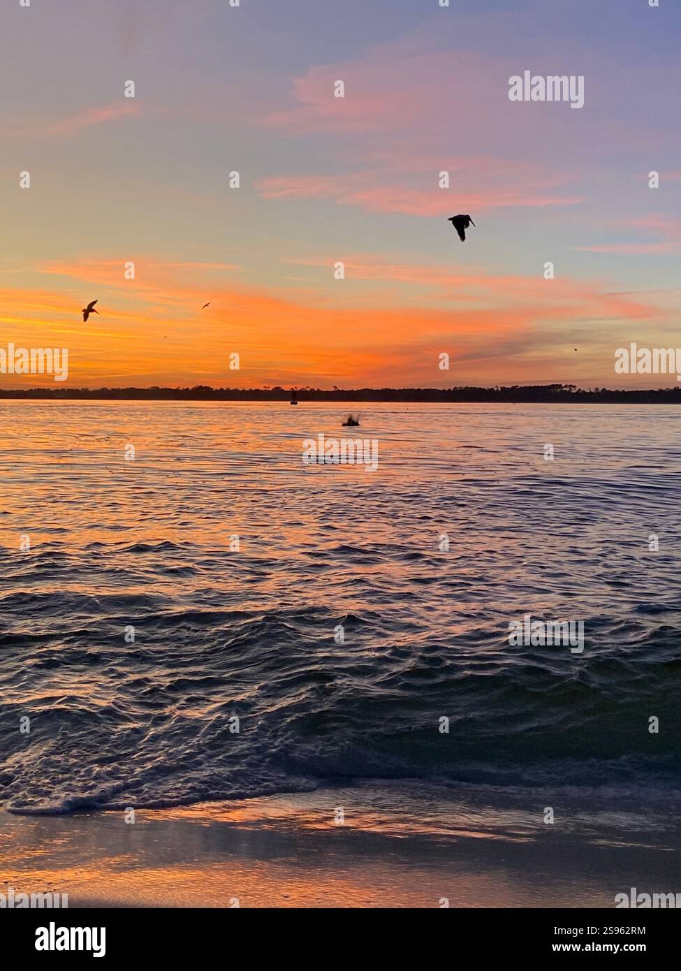 Una cena subacquea! - Immagine stock catturata con smartphone