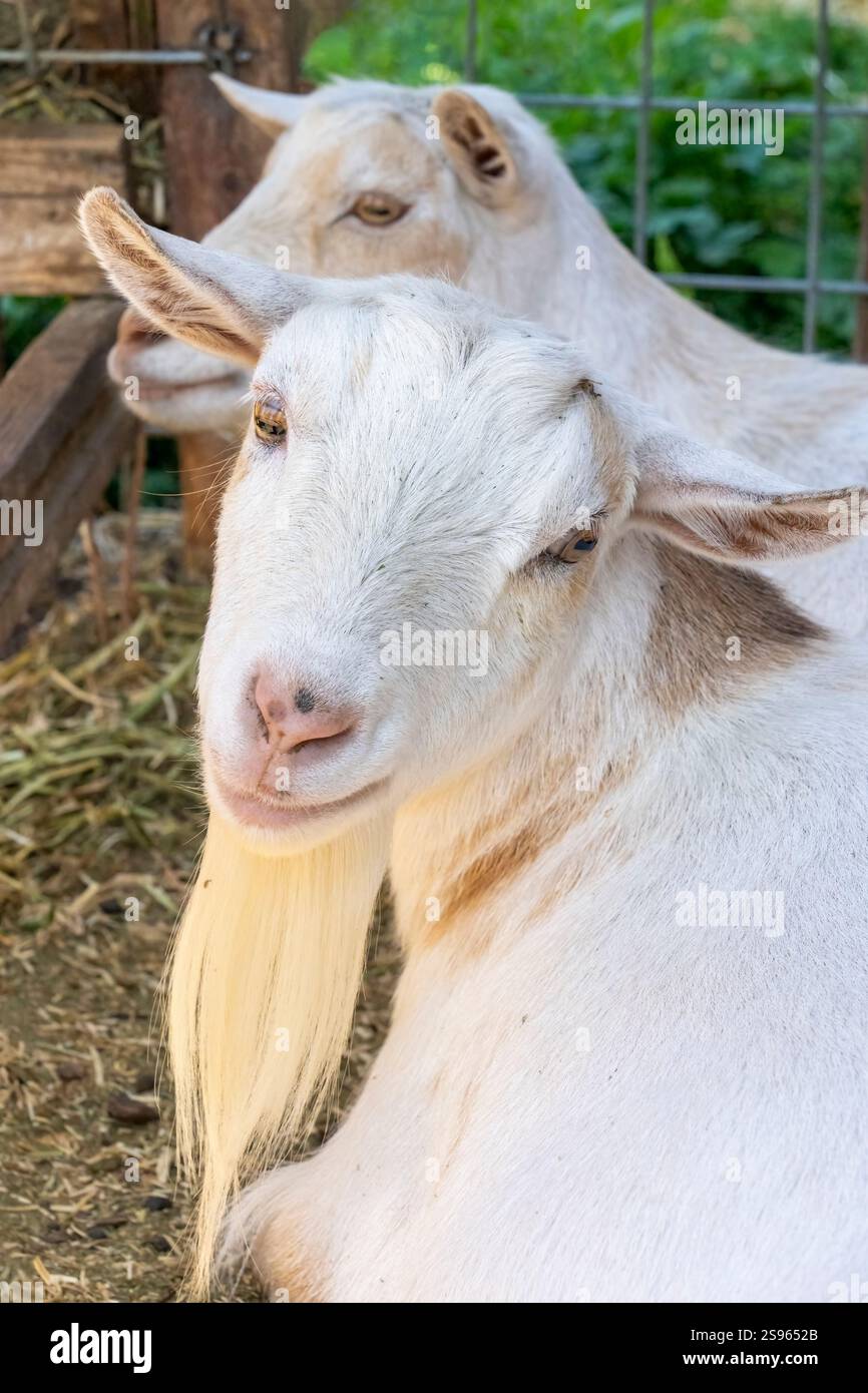 Chimacum, Stato di Washington, Stati Uniti. Due capre nane nigeriane bianche riposanti Foto Stock