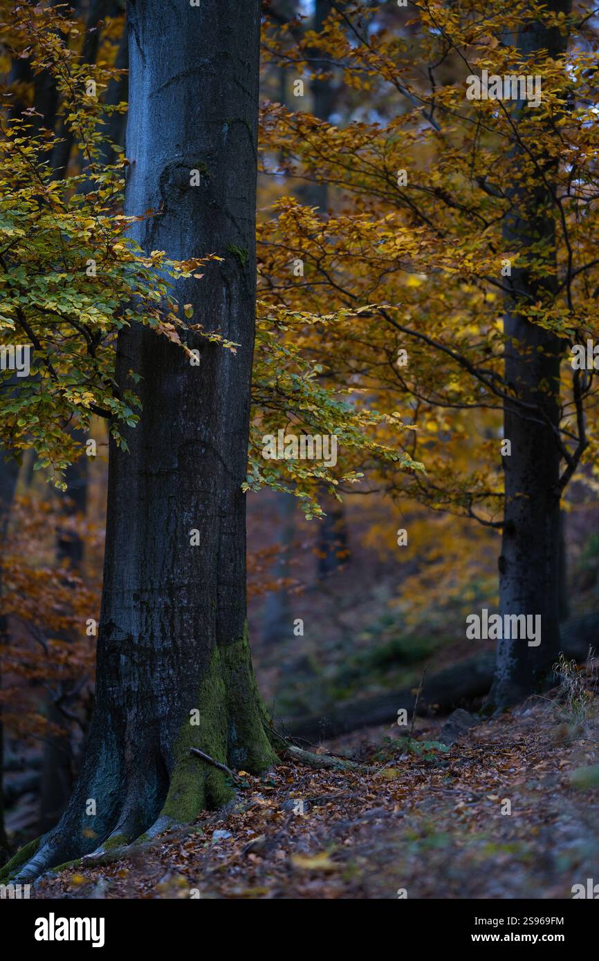 Foresta magica e scura durante la stagione autunnale con la migliore atmosfera mistica e foglie d'oro nella Boemia occidentale. Foto Stock