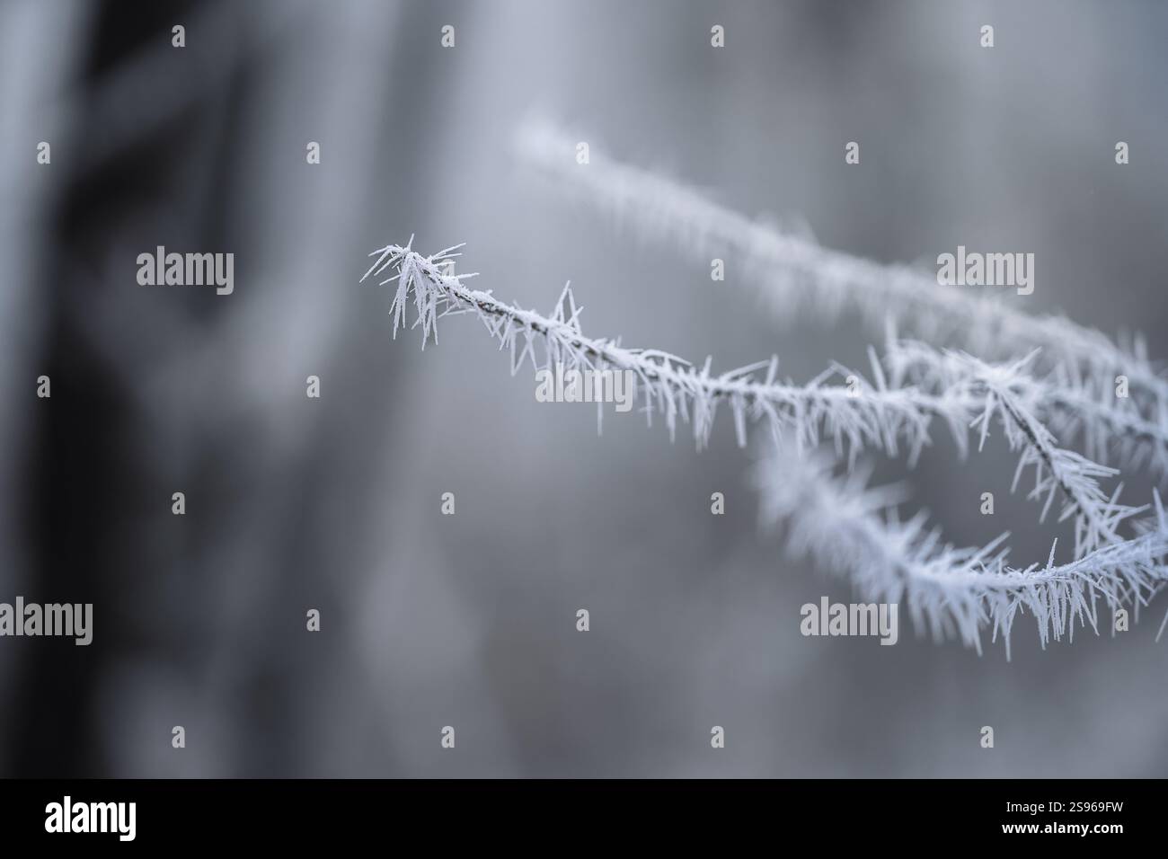 Magico inverno e scenario lungoso. Alberi ghiacciati ricoperti di neve bianca. Fantasy Atmosphere in Repubblica Ceca. Foto Stock