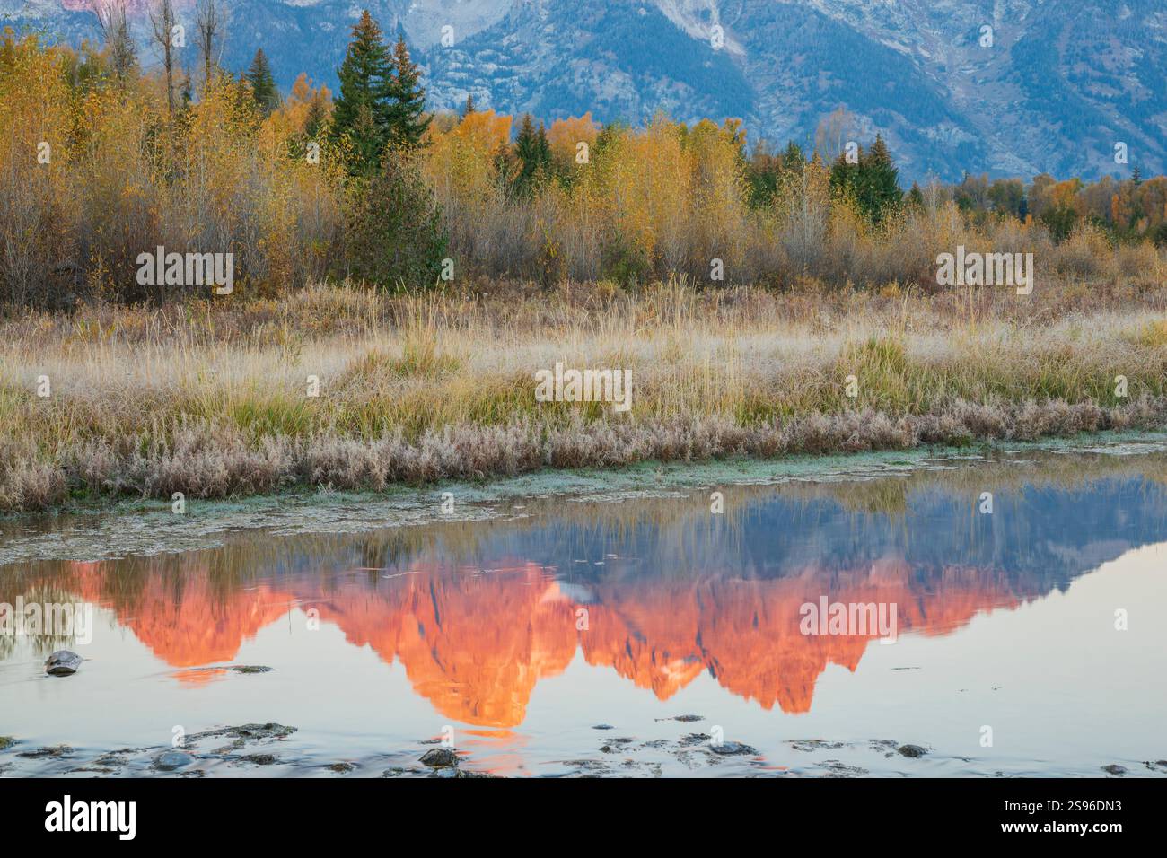 Il bagliore alpino, riflessi autunnali nel Parco Nazionale dei Grand Tetons Foto Stock