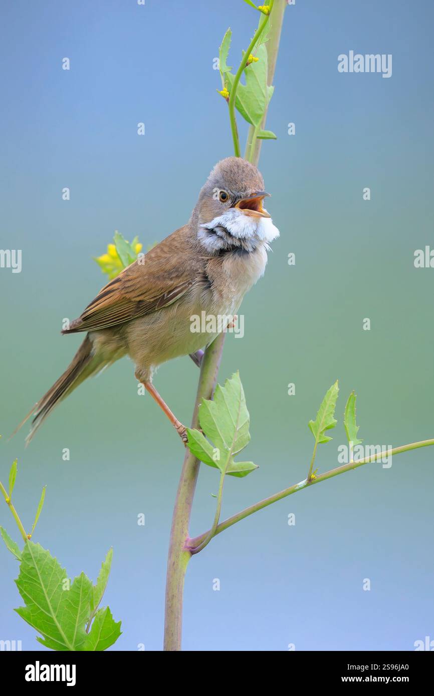 Primo piano di un uccello Whitethroat, Sylvia communis, rovistando in un verde prato Foto Stock