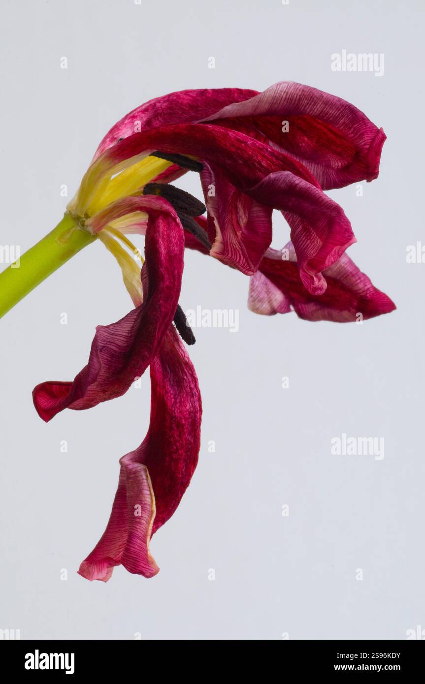 Tulipano secco Foto Stock