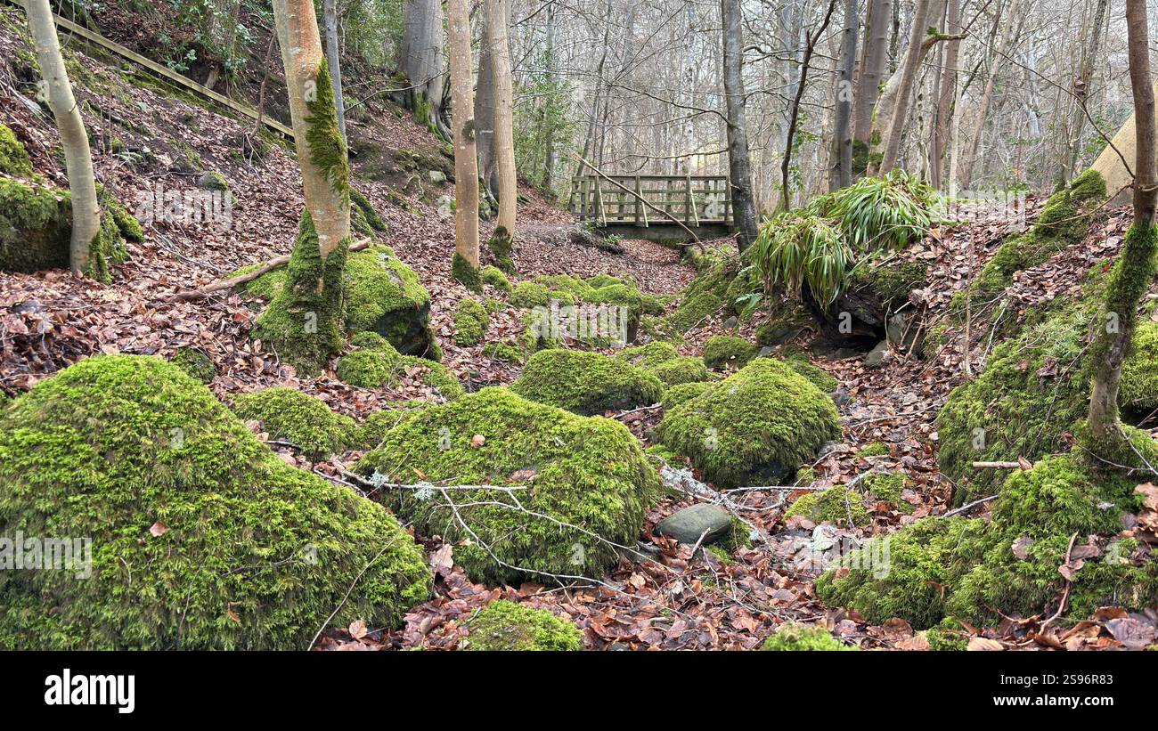 The Birks of Aberfeldy Famous Walk Along Moness Burn dove Robert Burns scrisse la sua canzone d'amore scozzese nel 1787. Destinazione turistica e posizione naturale - Immagine stock catturata con smartphone