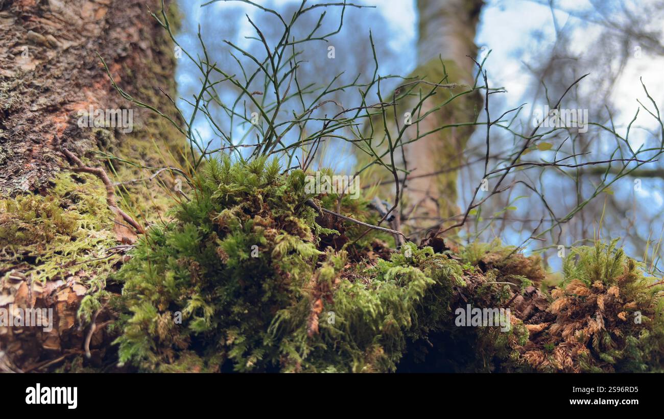 Vista ravvicinata del muschio verde naturale che cresce nella forrest in Scozia - Immagine stock catturata con smartphone