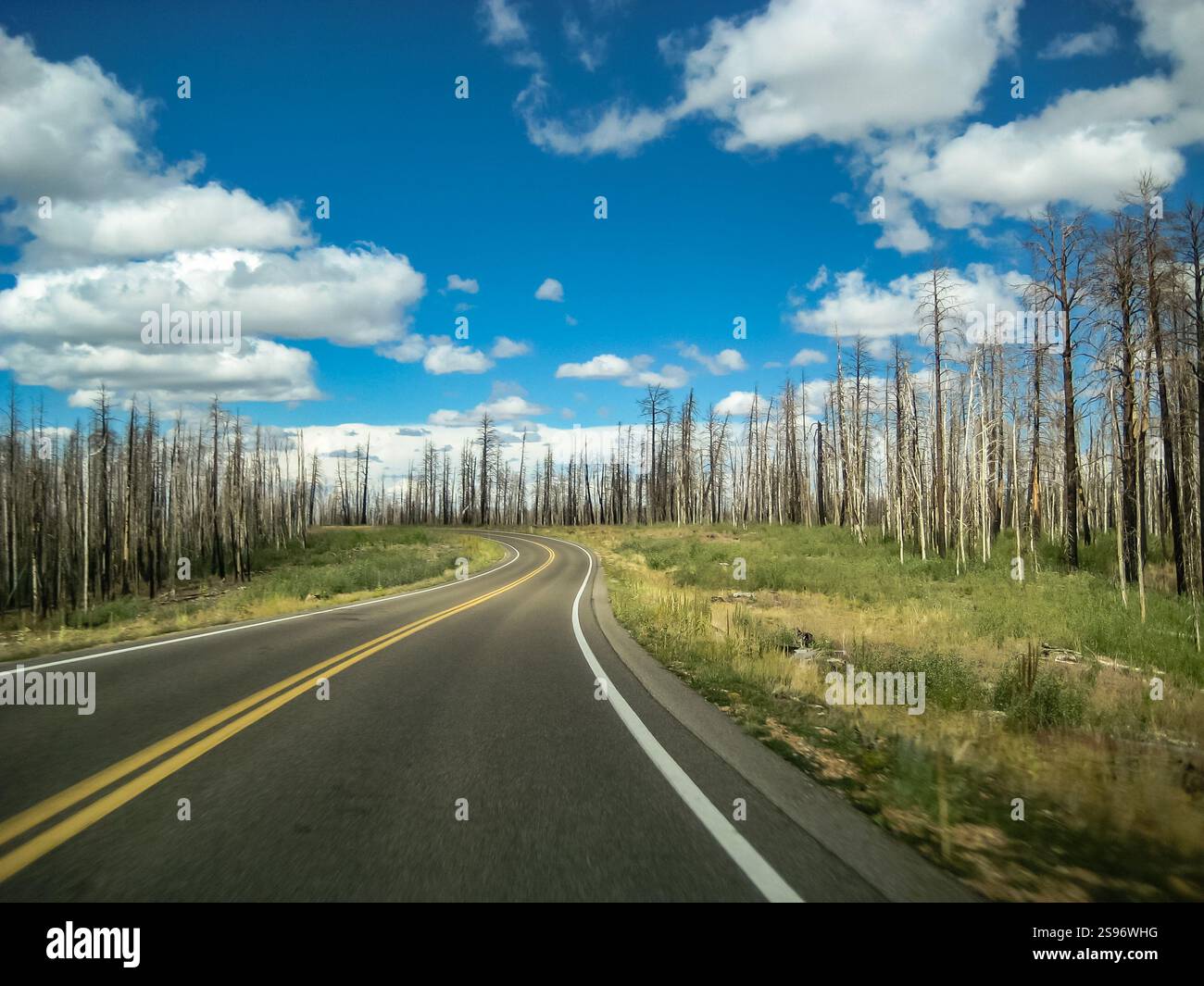 Una strada con una linea gialla nel mezzo e un cielo blu sopra. Gli alberi sono sullo sfondo e ci sono degli alberi morti Foto Stock