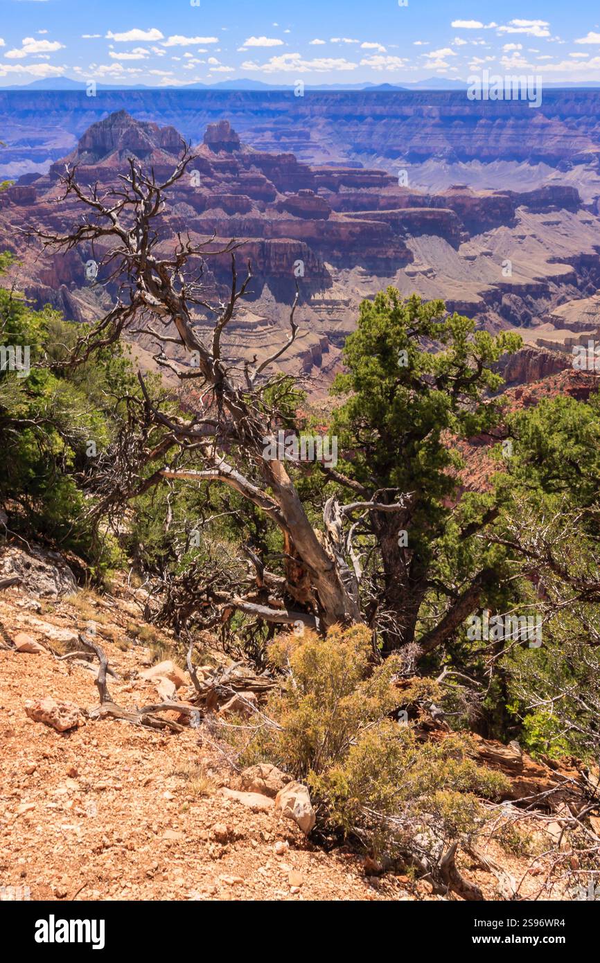 Il Grand Canyon National Park è uno dei parchi nazionali più antichi degli Stati Uniti e si trova in Arizona. All'interno del parco si trova il Grand Canyon, un gorg Foto Stock