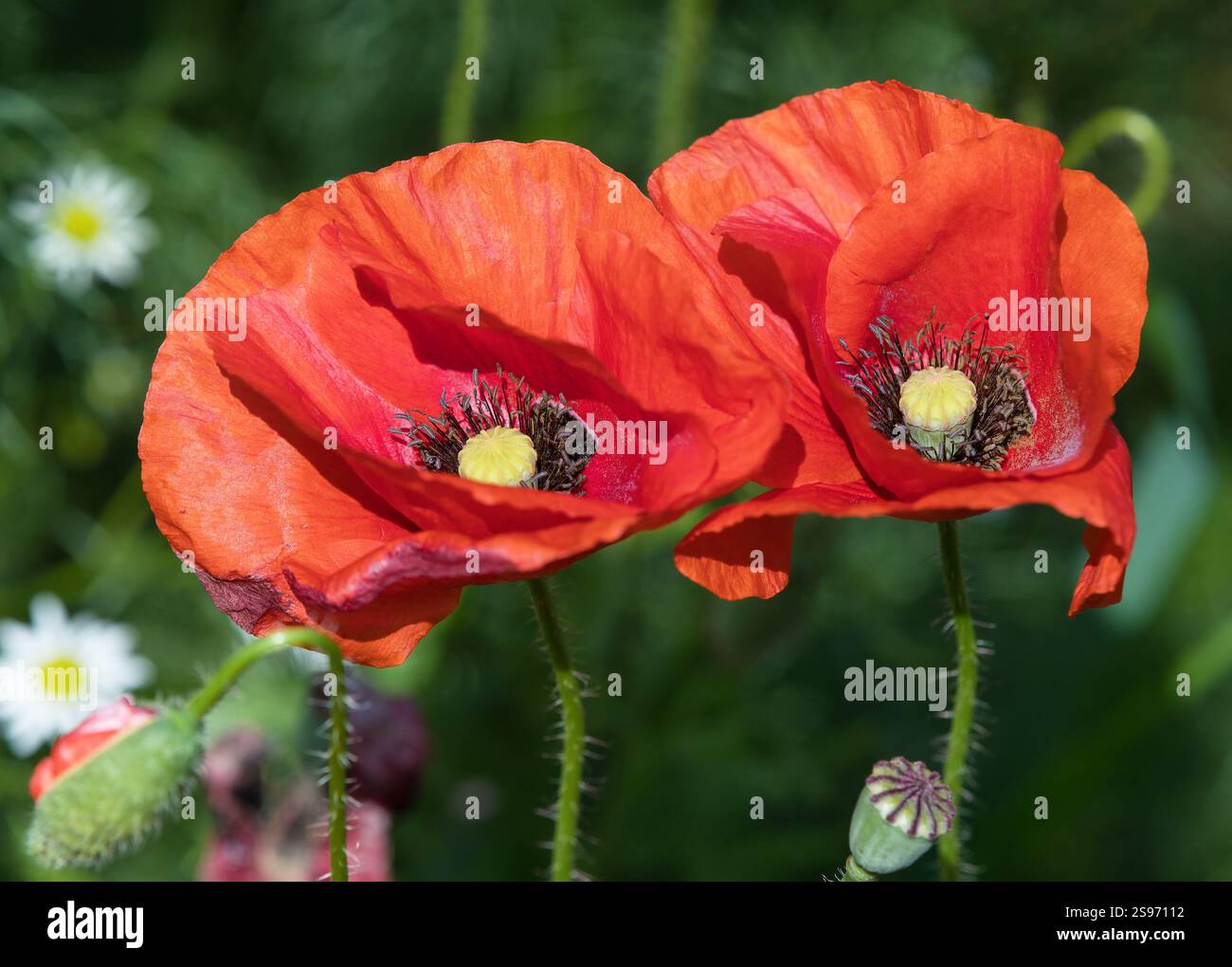 Papaveri rossi o papaveri comuni, papaveri di mais, rose di mais, papaveri da campo, papaveri delle fiandre, in latino Papaver Rhoaes Foto Stock