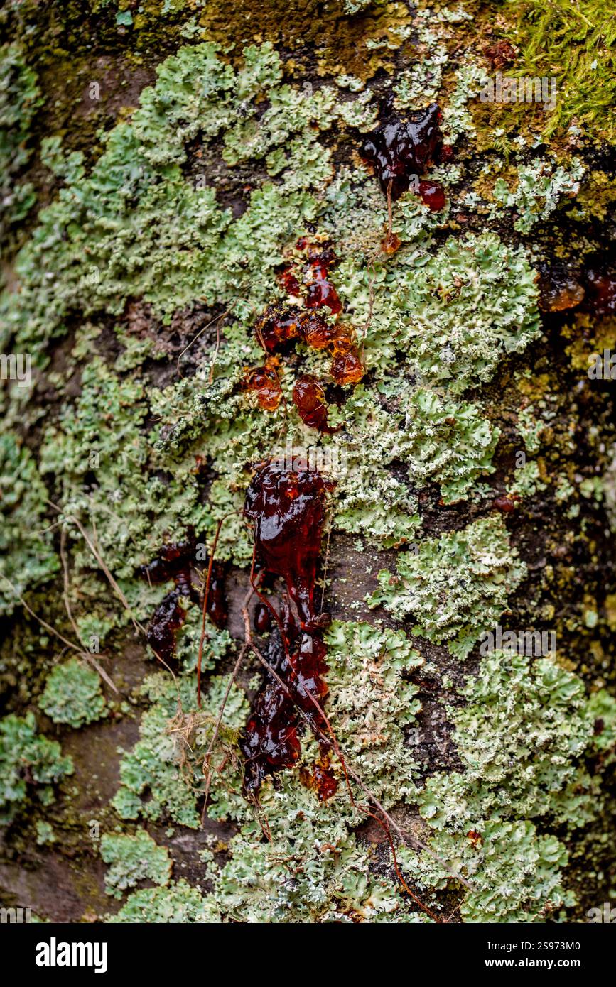 sfondo. modello. muschio verde e grigio sulla vecchia corteccia del tronco dell'albero da frutto Foto Stock