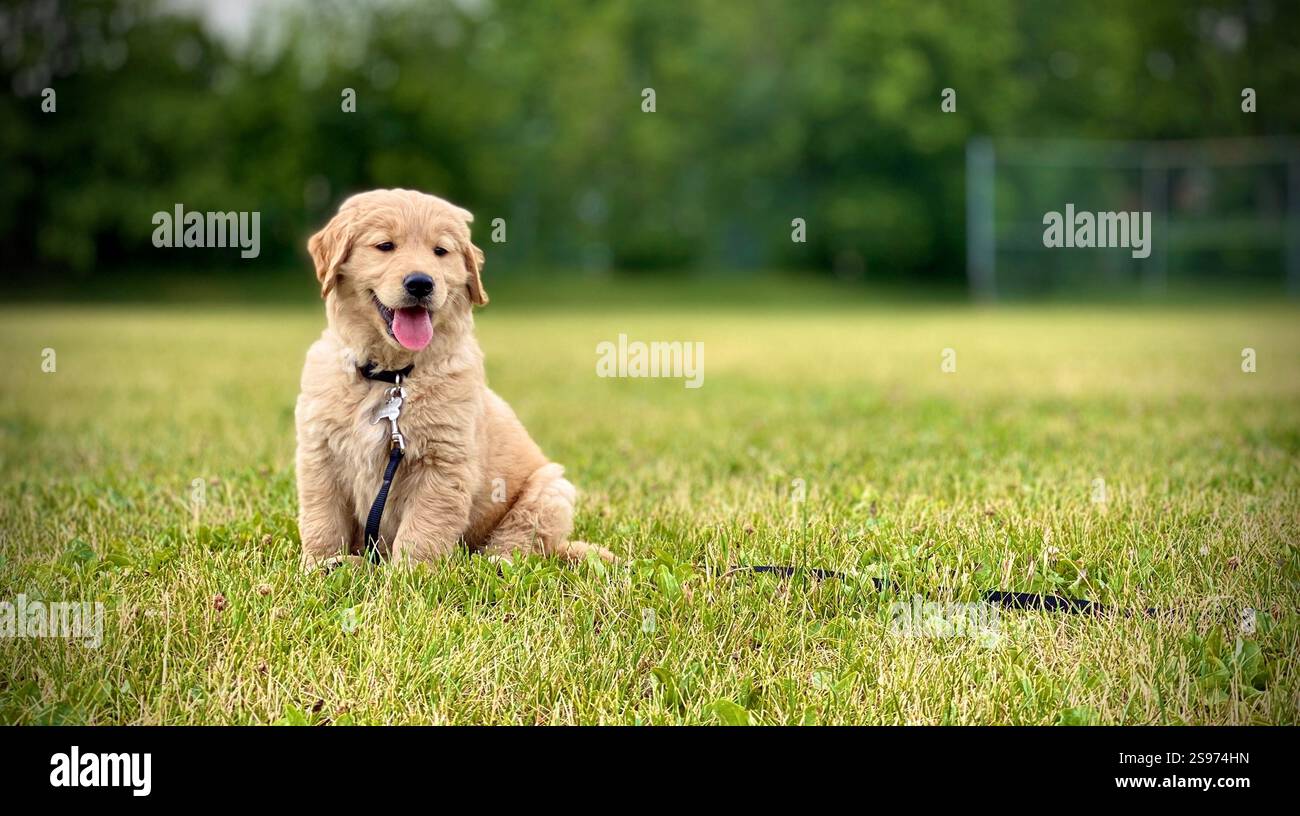 Un giovane cucciolo Golden retriever seduto su un'erba verde in un parco pubblico, con indosso un guinzaglio e sembra felice con la sua lingua fuori Foto Stock
