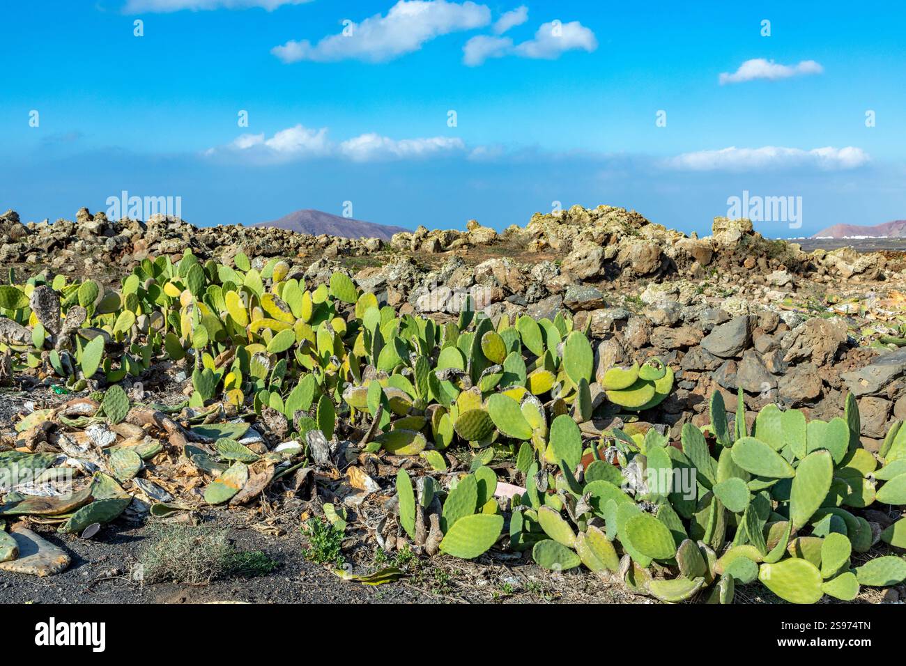Piante di cactus verde che crescono sulla terra vulcanica lapilli a Tinajo, la Geria, Lanzarote, Spagna, una casa per cocciniglia Foto Stock