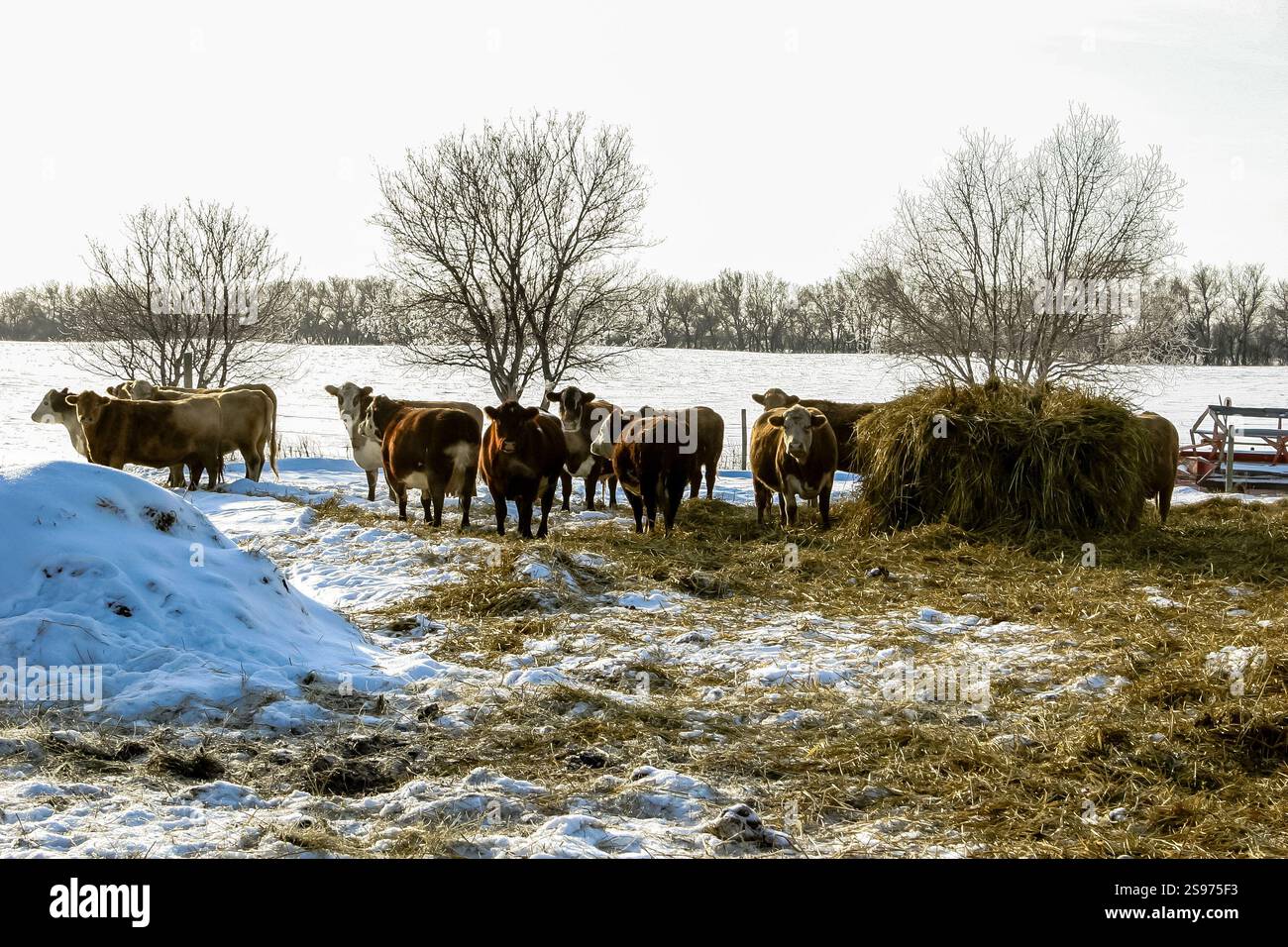 Una mandria di mucche sta in piedi in un campo con la neve a terra. Le mucche pascolano su erba e fieno Foto Stock
