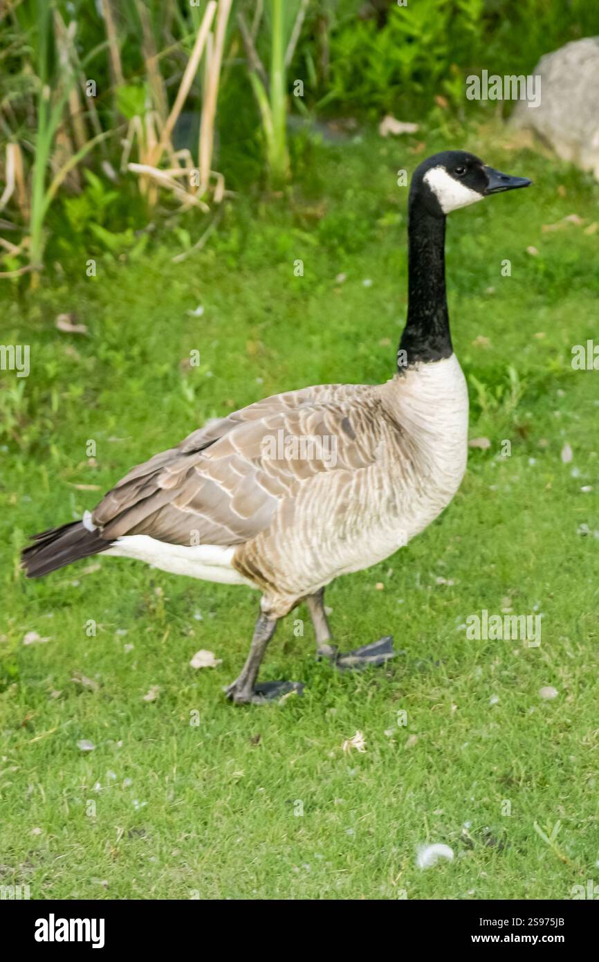 Un'oca sta attraversando un campo erboso. L'oca è marrone e bianco. L'erba è verde e il terreno è coperto da piccole rocce Foto Stock