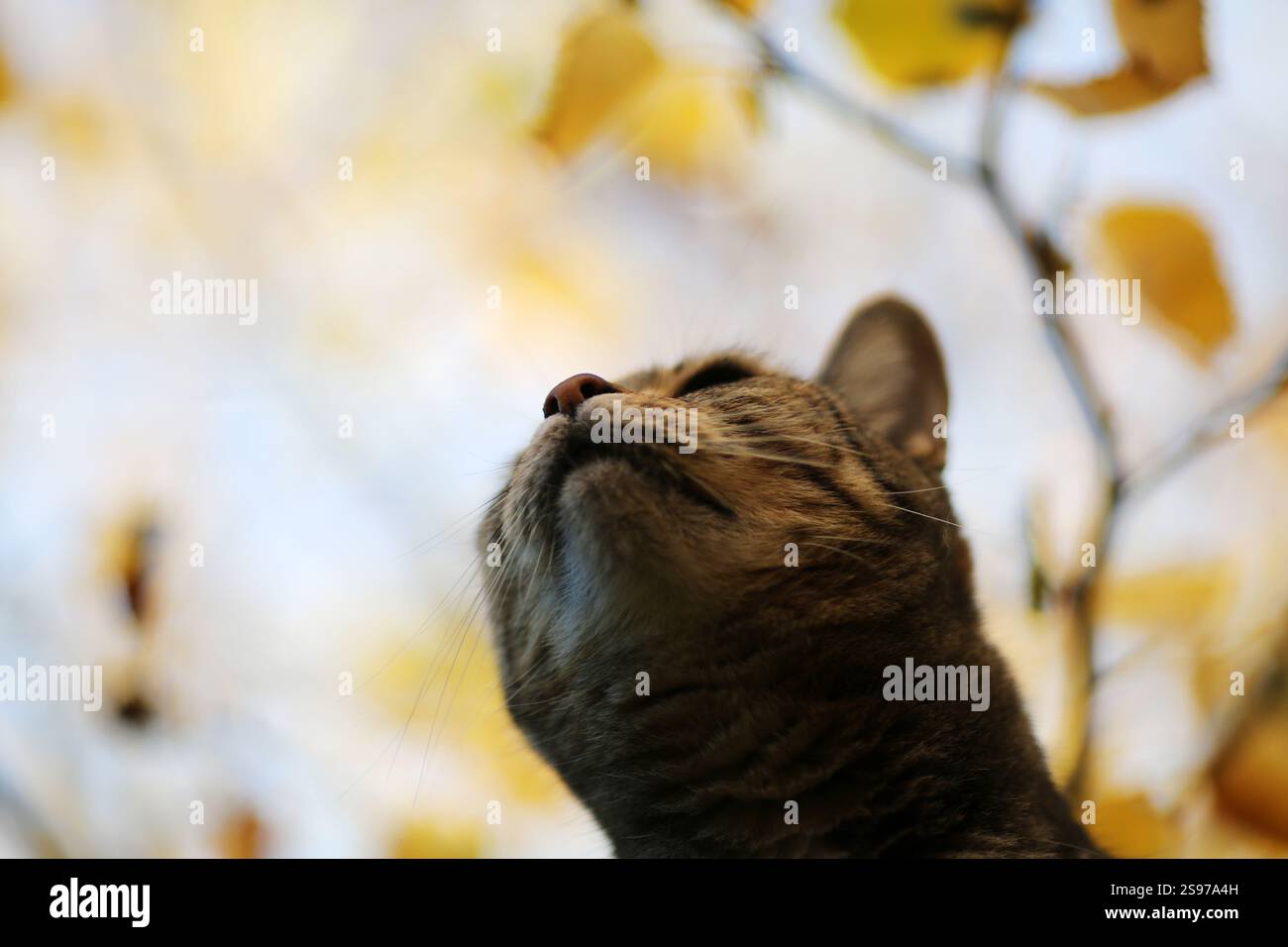 Una gatta squisita che guarda in alto con i colori autunnali sullo sfondo. Foto Stock