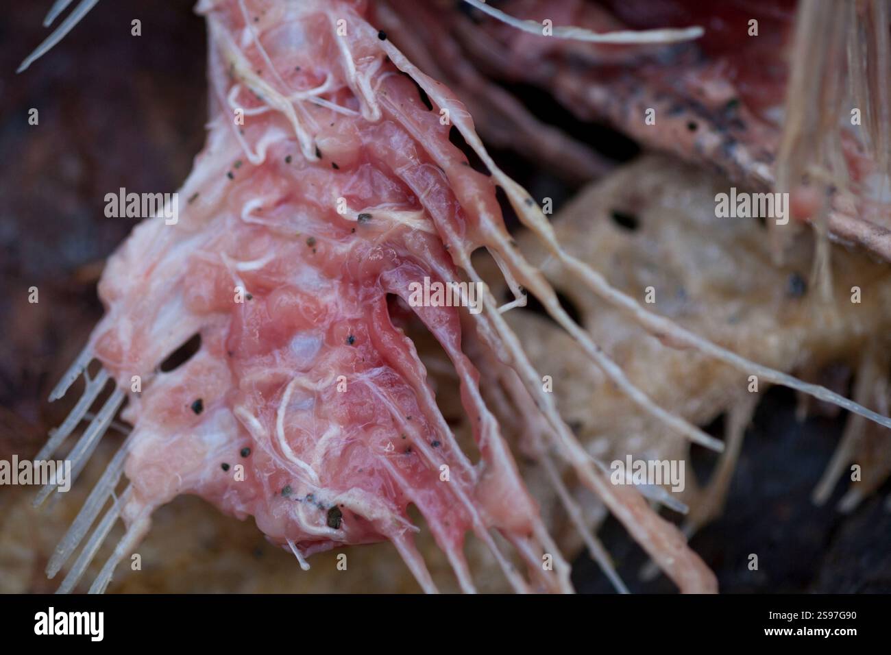 Primo piano di ossa di pesce. Foto Stock