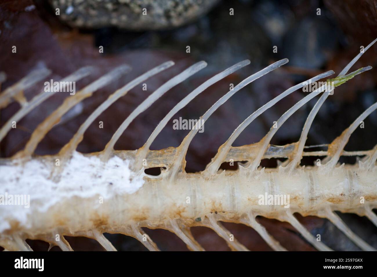 Primo piano di ossa di pesce. Foto Stock