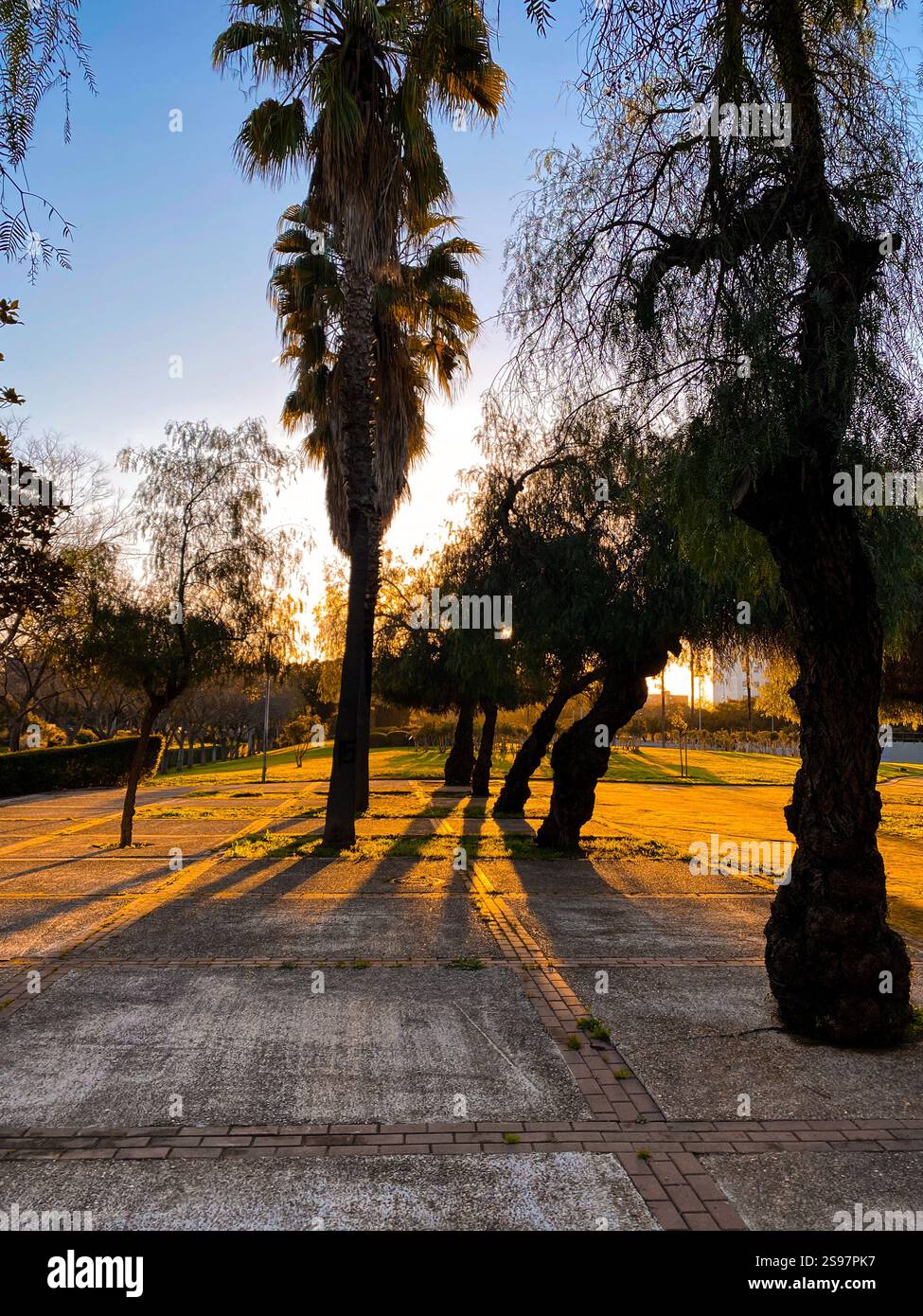 Splendido parco verde all'aperto con alberi sul calmo tramonto Spagna, Siviglia - Immagine stock catturata con smartphone