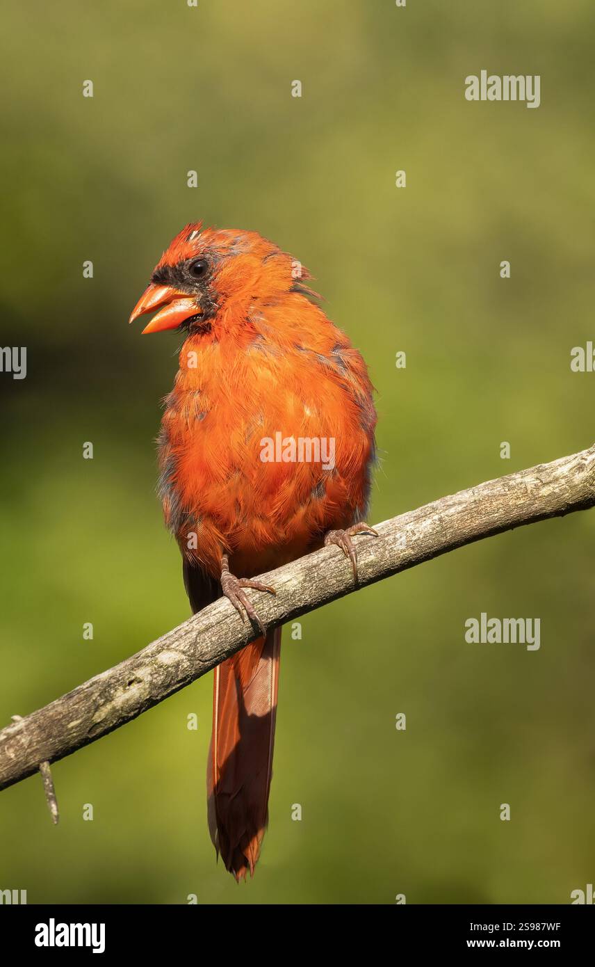 Cardinale del Nord maschio su un ramo con piume che muta in autunno Foto Stock