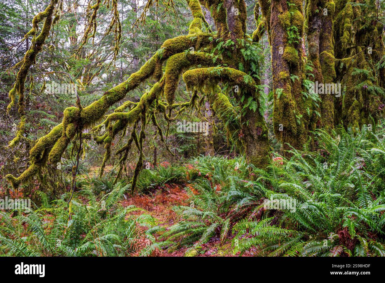 Alberi della foresta pluviale a Lake Crescent, Olympic National Park, Olympic Peninsula, Washington, USA Foto Stock