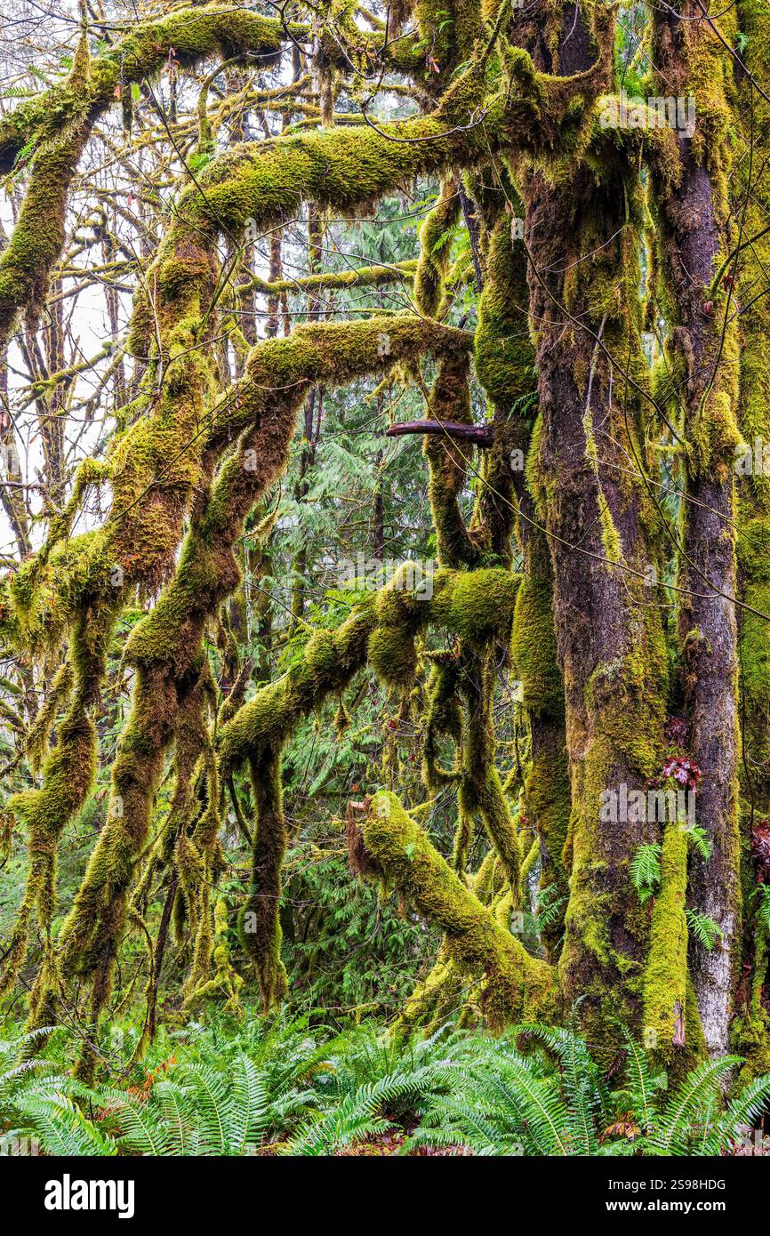 Alberi della foresta pluviale a Lake Crescent, Olympic National Park, Olympic Peninsula, Washington, USA Foto Stock