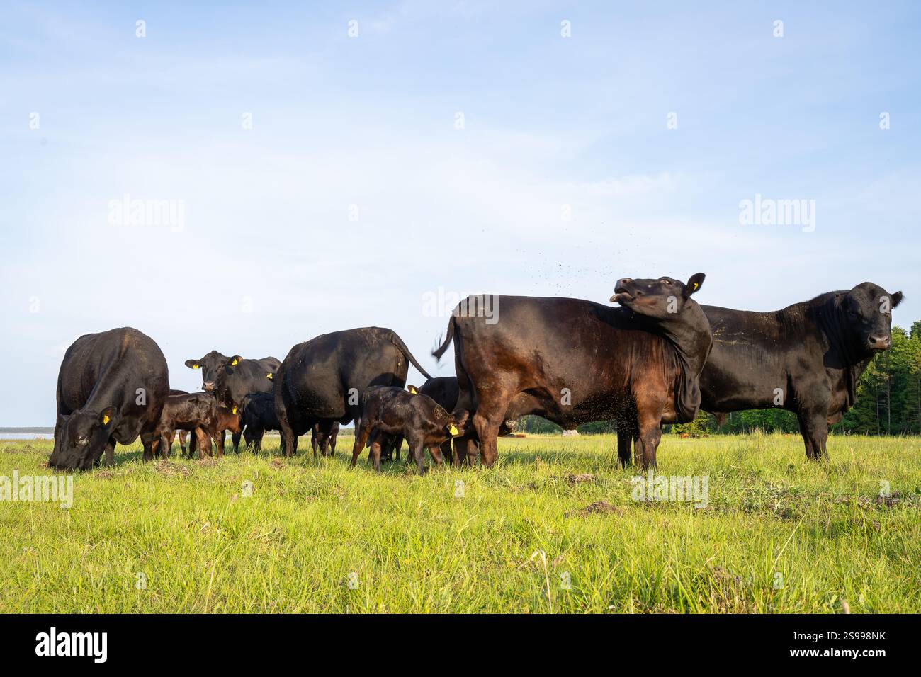 Bestiame nero Aberdeen Angus che pascolano su un pascolo sulla costa settentrionale di Hiiumaa. Toro nero Angus, mucche e vitelli in un prato sulla spiaggia. Foto Stock