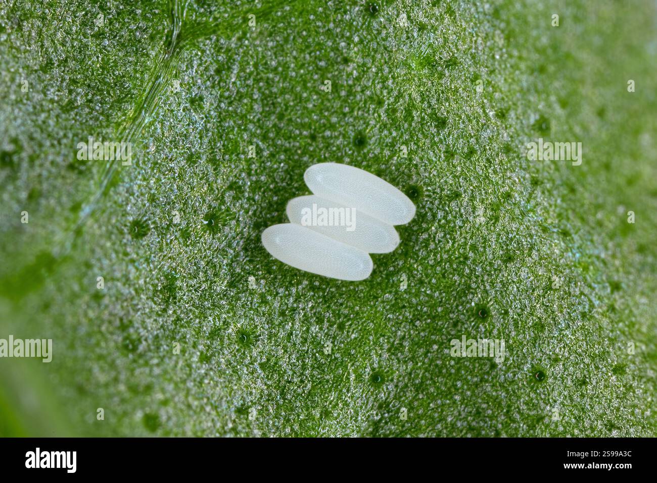 Minatore di foglie di barbabietola noto anche come mosca mangold o minatore di foglie di spinaci, Pegomya hyoscyami. Uova deposte su una foglia verde. Foto Stock