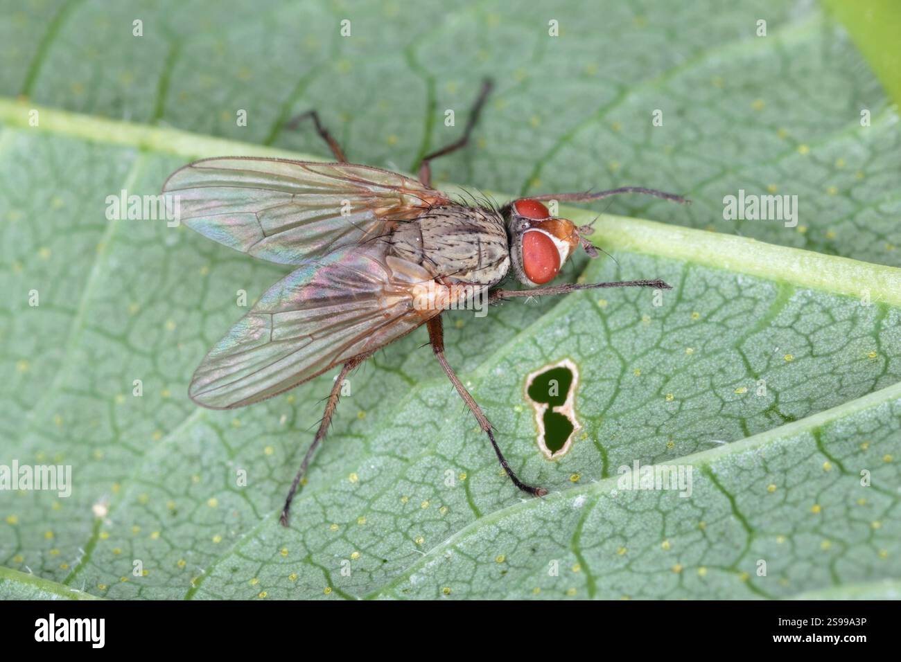 Minatore di foglie di barbabietola noto anche come mosca mangold o minatore di foglie di spinaci, Pegomya hyoscyami. Un adulto su una foglia verde. Foto Stock