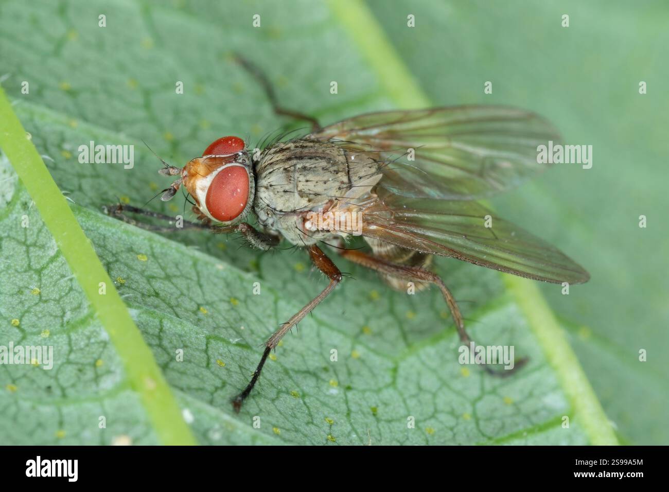 Minatore di foglie di barbabietola noto anche come mosca mangold o minatore di foglie di spinaci, Pegomya hyoscyami. Un adulto su una foglia verde. Foto Stock
