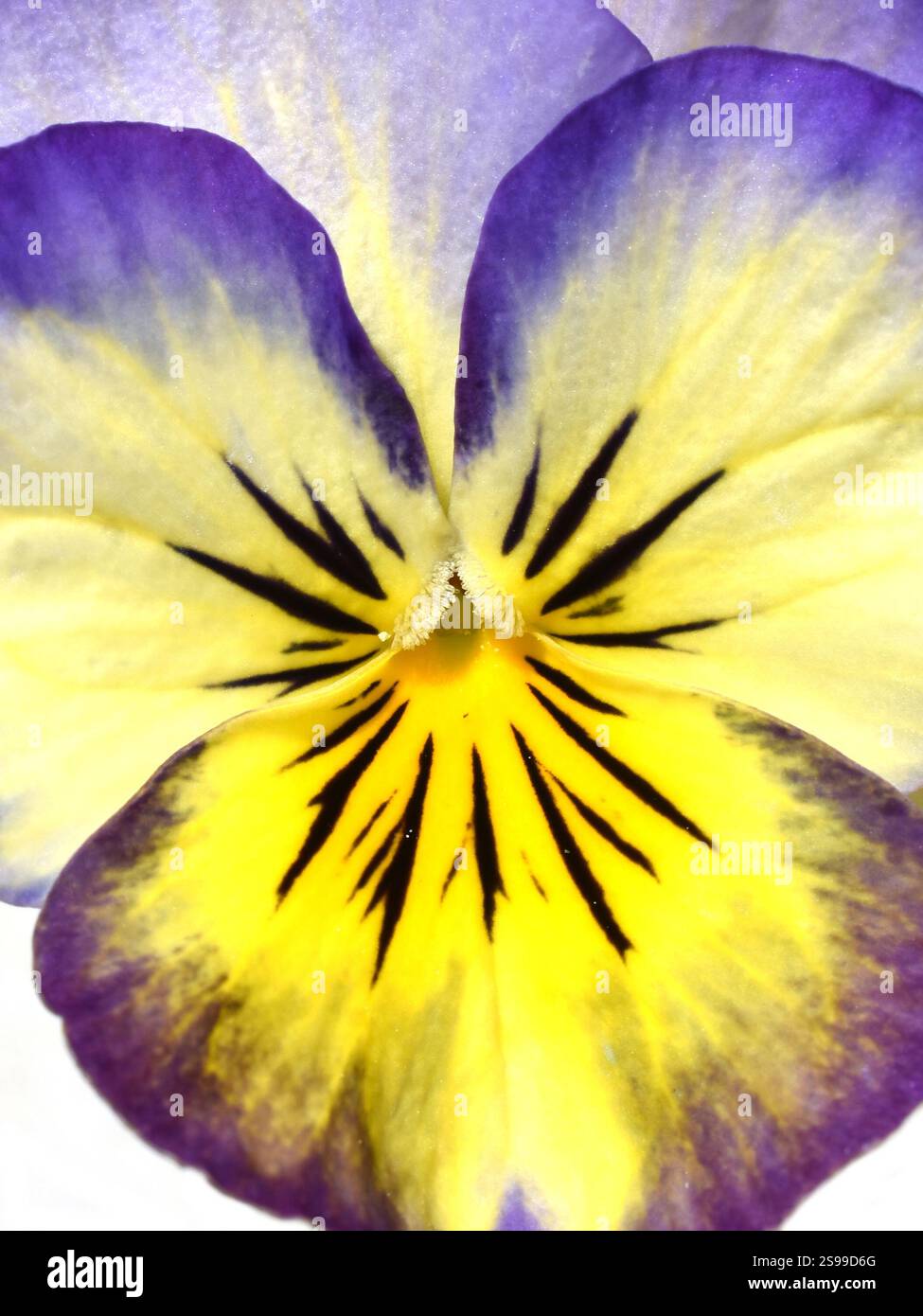Primo piano su un unico fiore giallo e blu di pansia Foto Stock