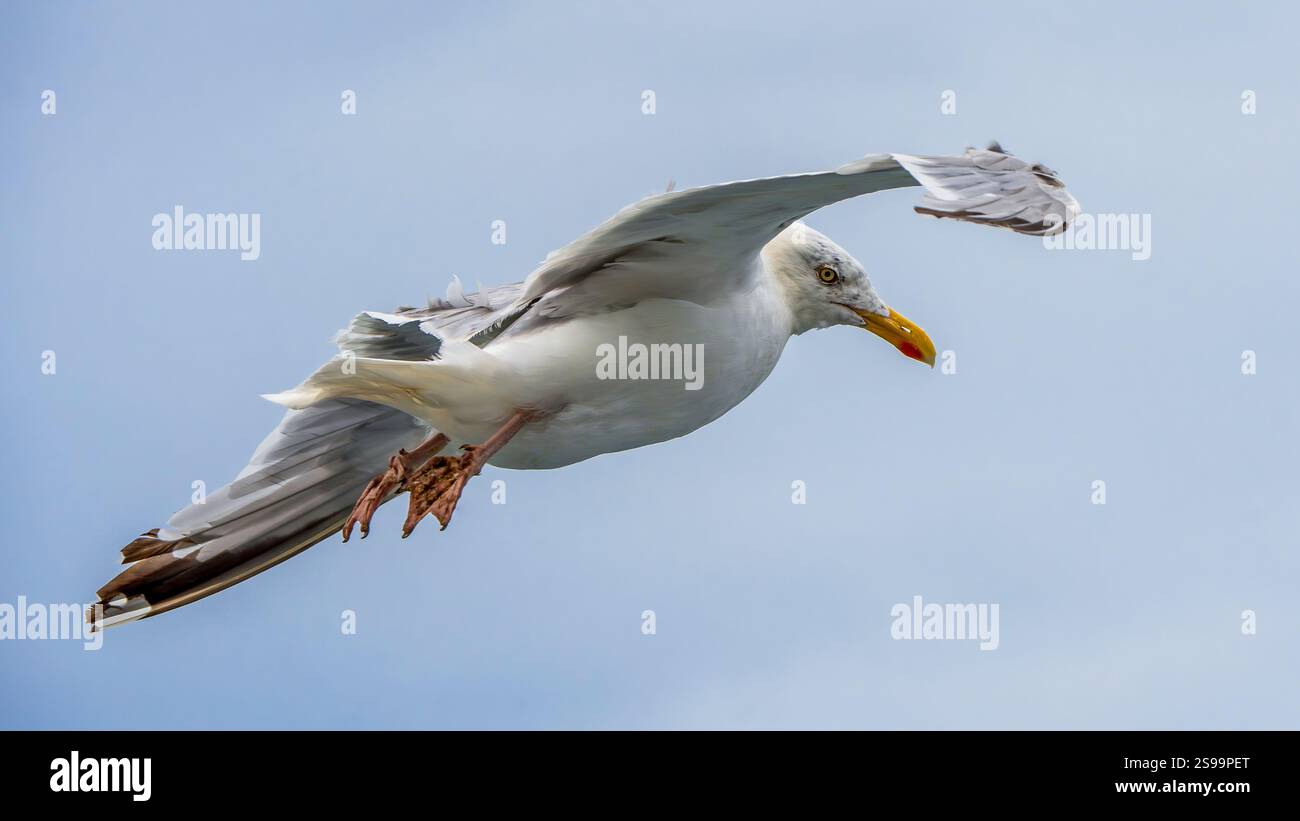 Gabbiano in volo che guarda la sua spalla Foto Stock