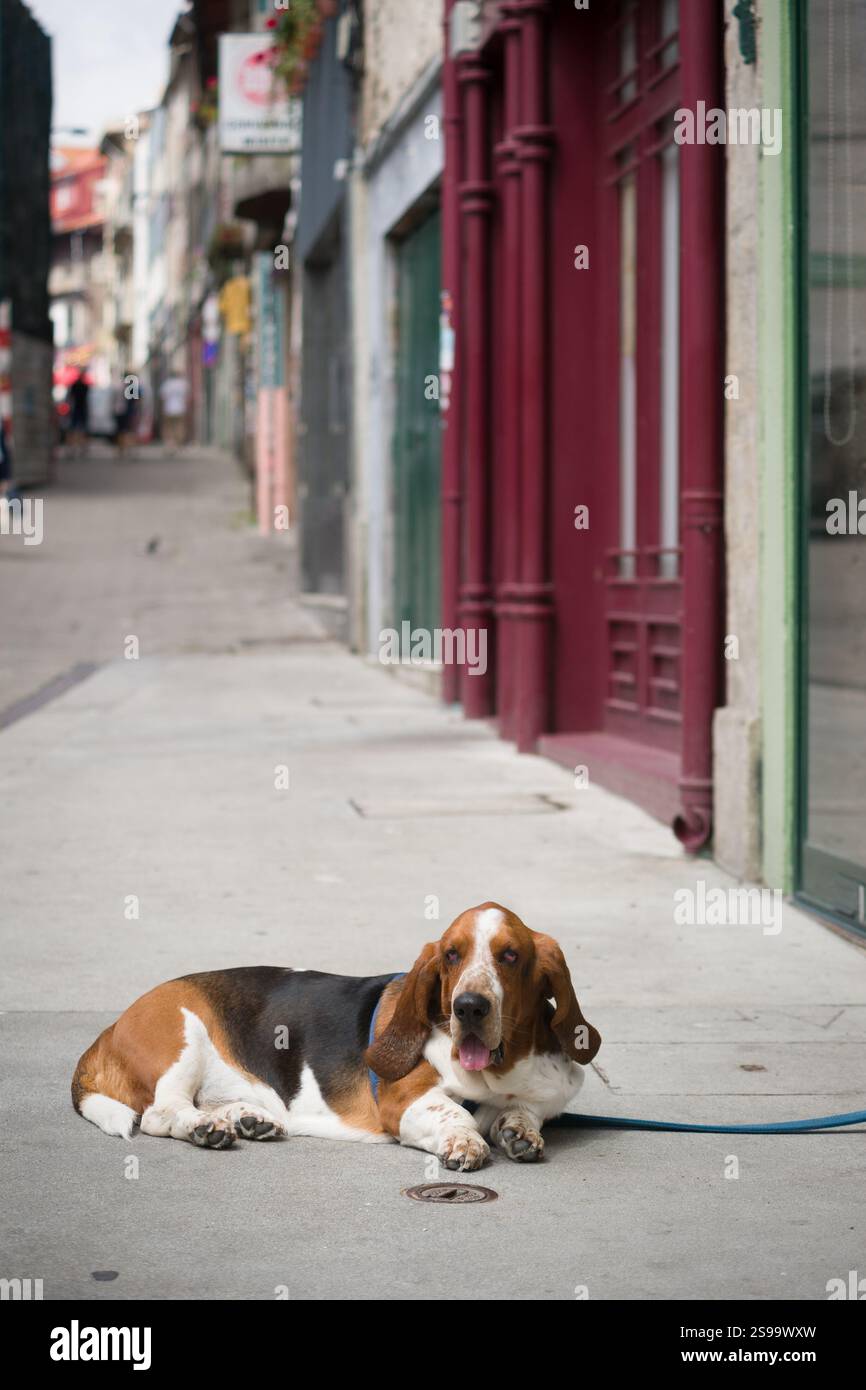 Basset Hound riposa in City Street Foto Stock