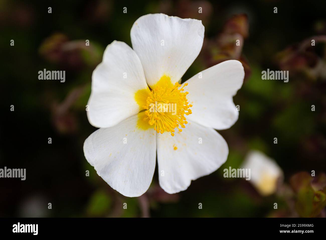 I fiori bianchi luminosi del Cistus Salviifolius mostrano i loro petali setosi e i vivaci centri gialli in un paesaggio lussureggiante, creando un'incantevole sorgente Foto Stock