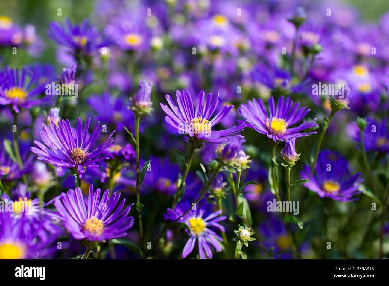 Fiori di amello Aster - aster con fiori viola scuro - messa a fuoco morbida Foto Stock
