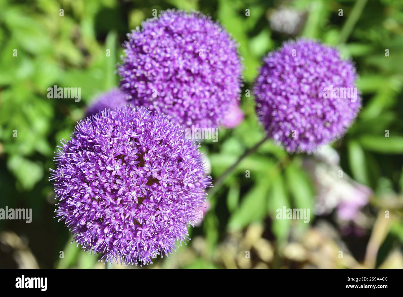 Fiore del giardino lilla a forma di palla Foto Stock