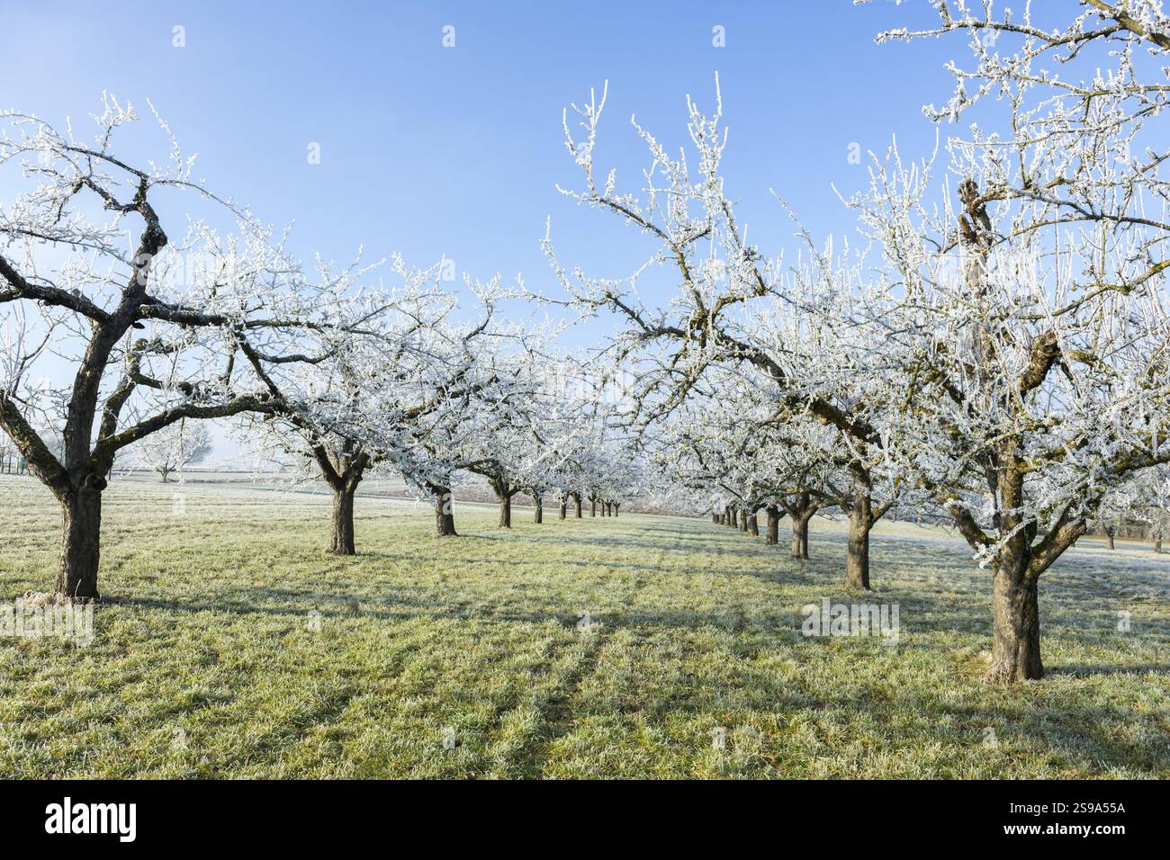 Alberi da frutto nudi con rana in una lunga fila di alberi in un prato verde vicino a Waiblingen, Baden-Wuerttemberg, Germania, Europa Foto Stock