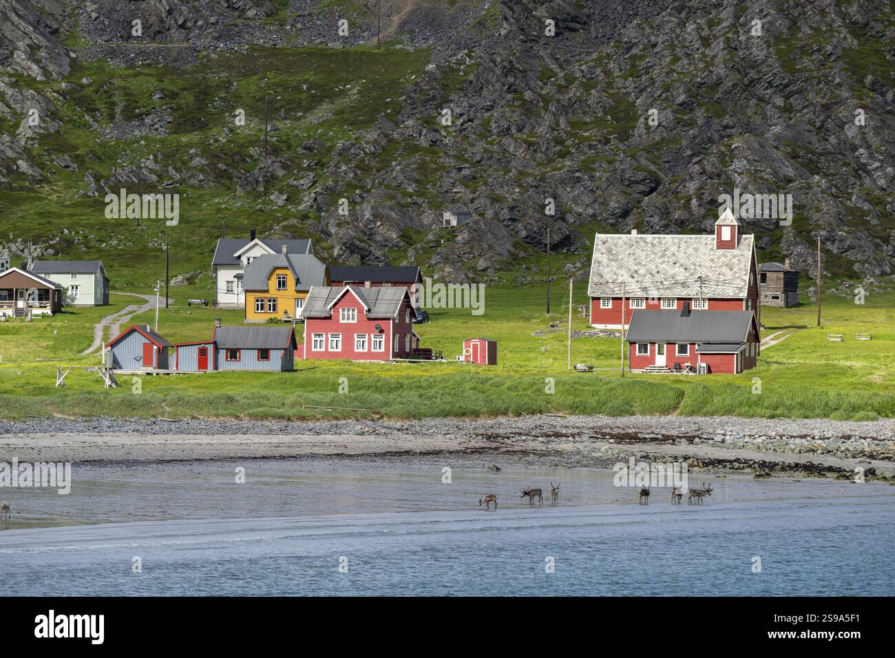 Renne sulla spiaggia nel villaggio di Hamningberg, Penisola di Varanger, Finnmark Foto Stock Renne sulla spiaggia nel villaggio di Hamningberg, Penisola di Varanger, Finnmark Foto Stock