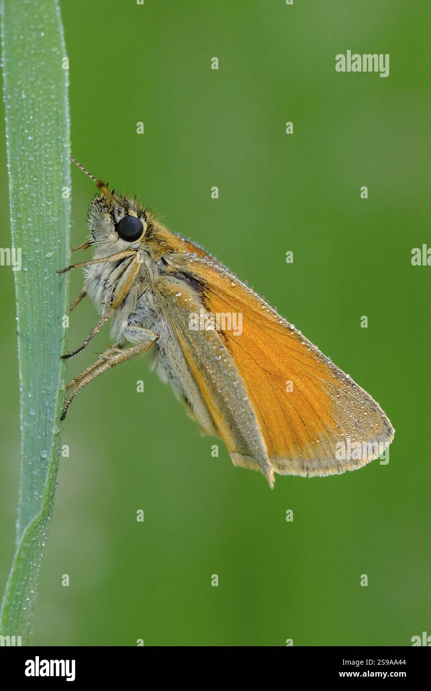 Farfalla bruna con testa nera, Thymelicus lineola, classe Insecta, ordine Lepidoptera, famiglia Hesperiidae, sottofamiglia Hesperiinae, genere Thymelicus Animal Foto Stock