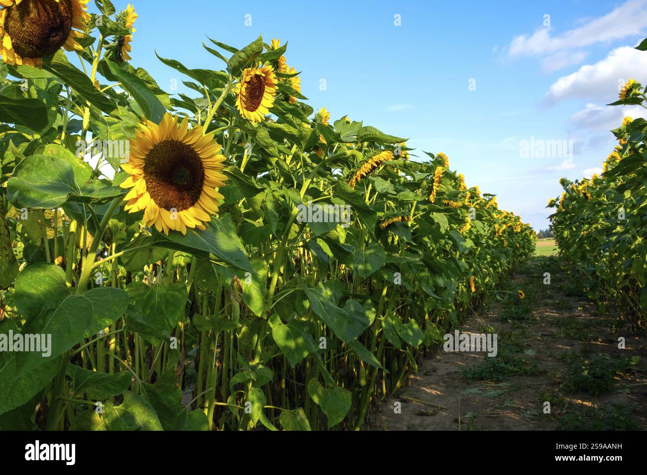 Un campo seminato con girasoli ornamentali con fiori di colore arancione. Bassa Sassonia, Germania, Europa Foto Stock