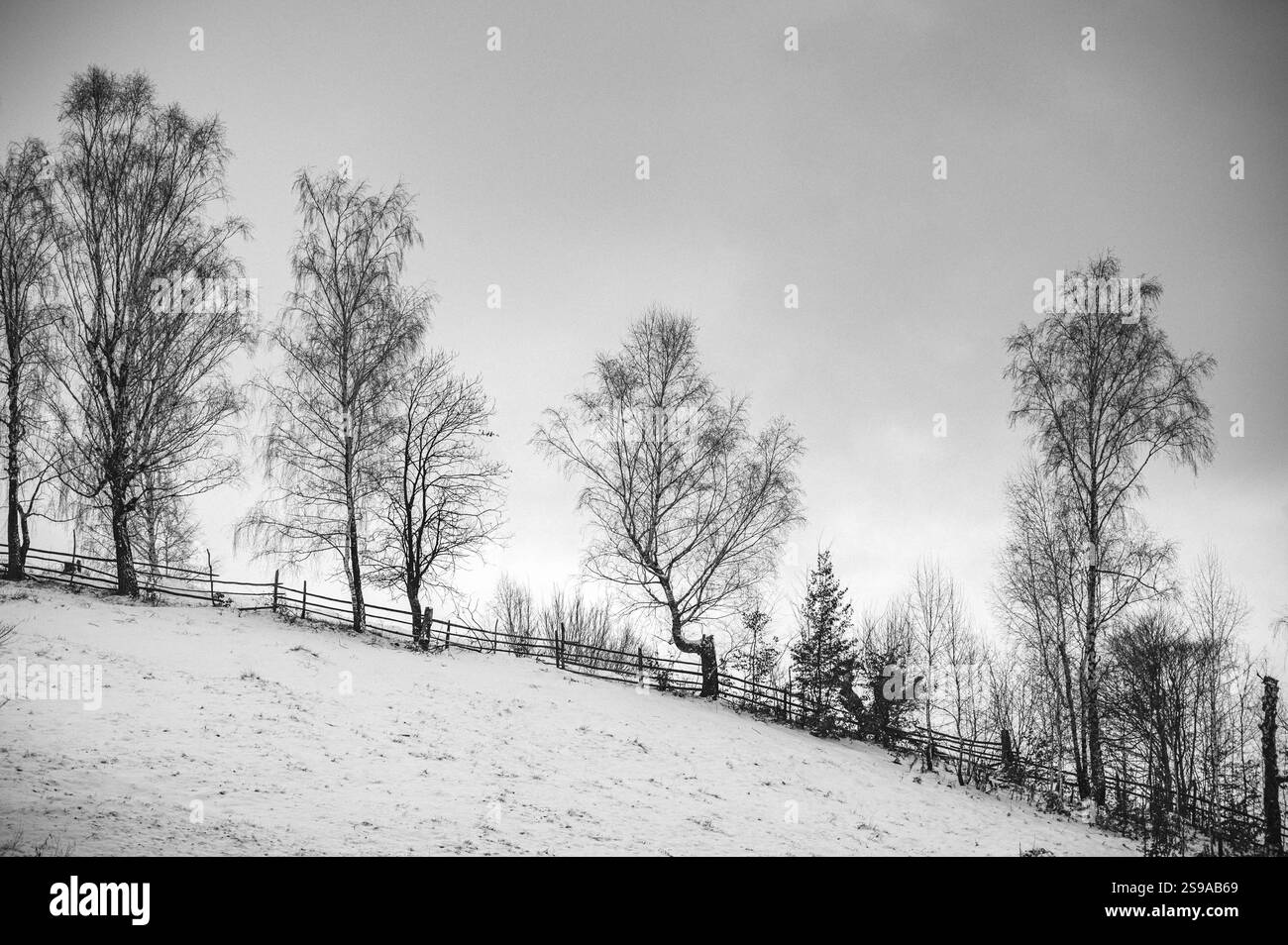 Paesaggio invernale in bianco e nero con alberi, forte contrasto e molte tonalità di grigio. Foto Stock