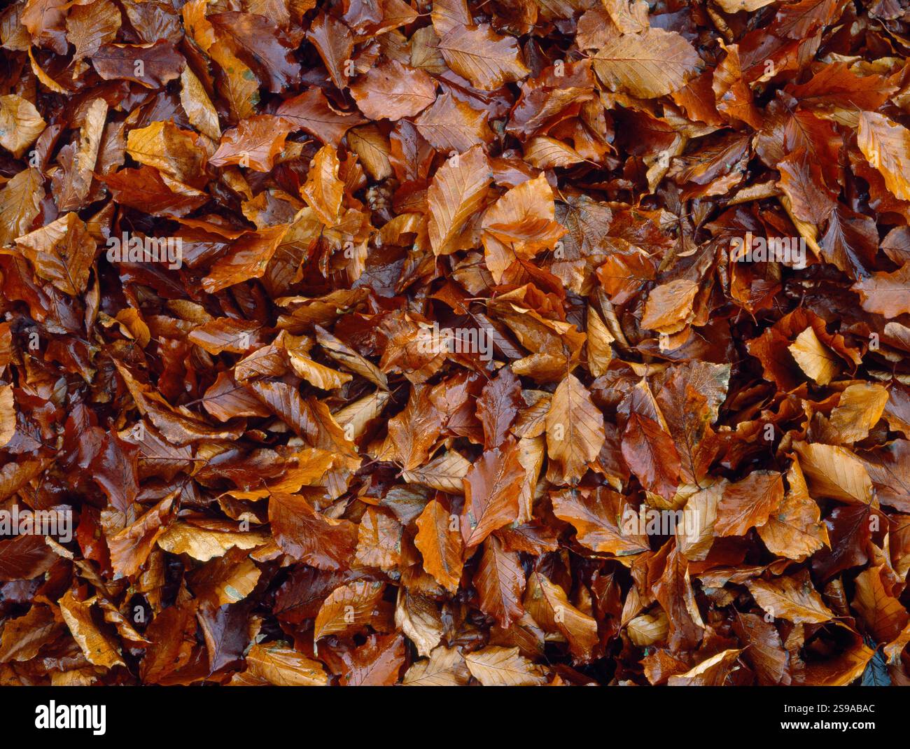 Fallen Beech Leaves, Strata Florida Churchyard, Galles, UK Fagus sylvatica, faggio europeo, faggio comune, Foto Stock