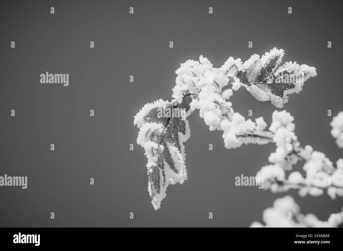 Primo piano di foglie congelate con cristalli di ghiaccio nella stagione invernale. Foto Stock