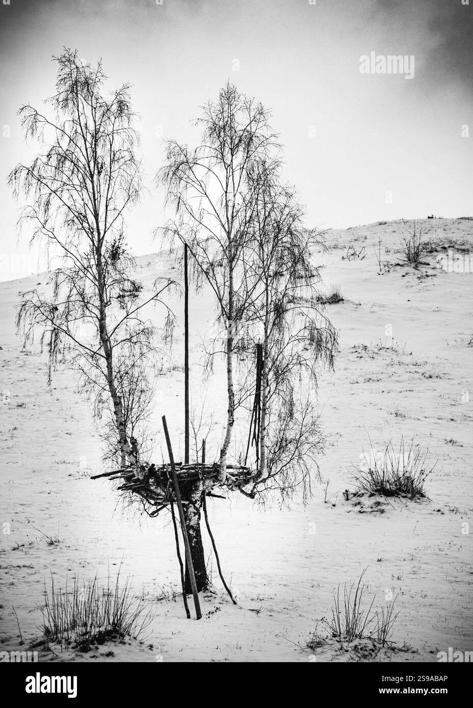 Paesaggio invernale in bianco e nero con alberi, forte contrasto e molte tonalità di grigio. Foto Stock