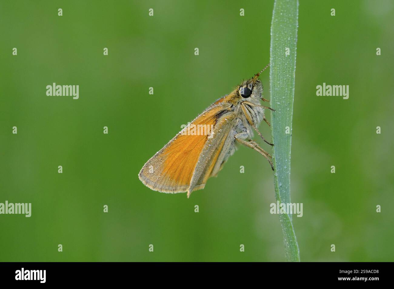 Farfalla bruna con testa nera, Thymelicus lineola, classe Insecta, ordine Lepidoptera, famiglia Hesperiidae, sottofamiglia Hesperiinae, genere Thymelicus Animal Foto Stock