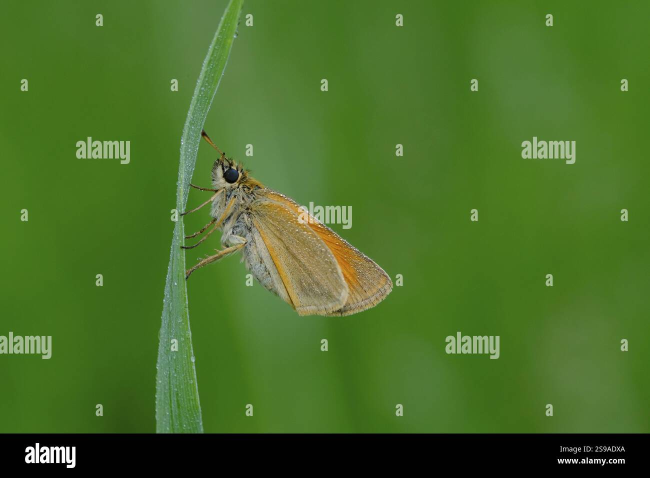 Farfalla bruna con testa nera, Thymelicus lineola, classe Insecta, ordine Lepidoptera, famiglia Hesperiidae, sottofamiglia Hesperiinae, genere Thymelicus Animal Foto Stock
