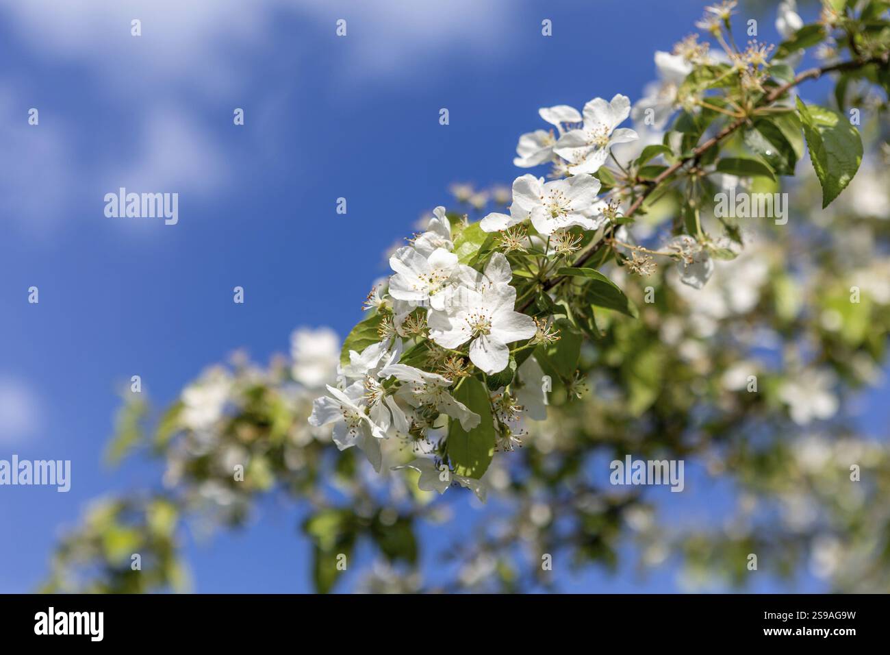Un bellissimo ramo d'albero con fiori bianchi e foglie verdi si staglia contro un cielo azzurro. Il paesaggio naturale è esaltato dal contrasto di Foto Stock