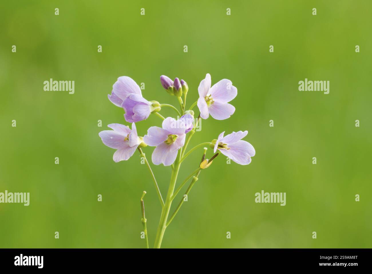 Erba schiumosa di prato in fiore (Cardamine pratensis), ordine Brassicales, famiglia Brassicaceae, tribù Cardamineae, genere foamwort (Cardamine), prato foamwo Foto Stock
